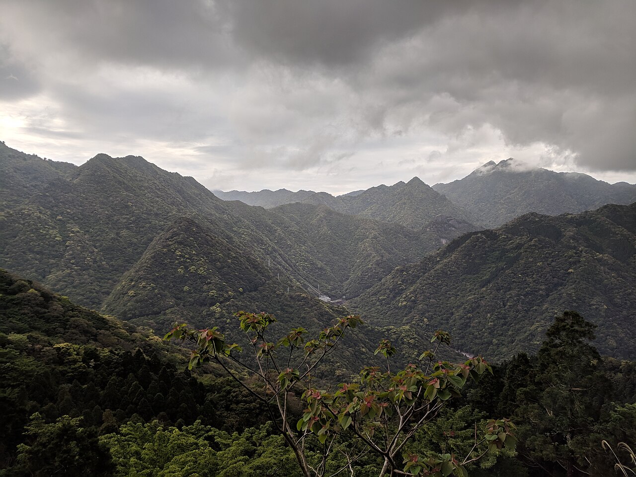 Boîte à thé en cèdre Yakusugi : où acheter cet artisanat de Yakushima [2026]
