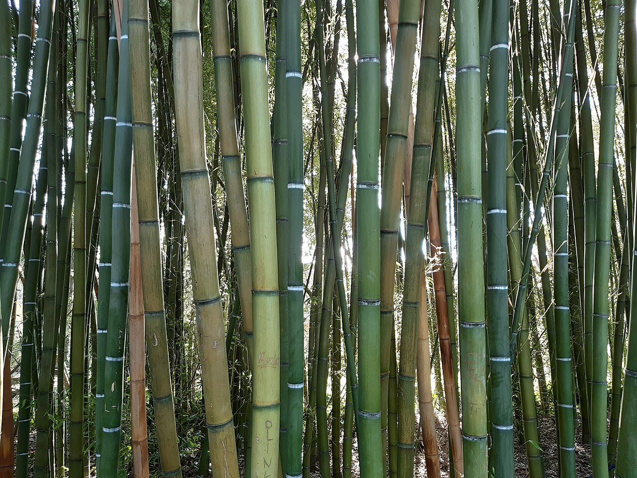 Trunks of madake (Phyllostachys bambusoides), the true bamboo used in Beppu basketry