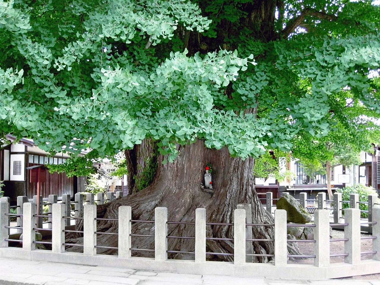 The grounds and great ginkgo tree of Hida Kokubun-ji temple in Takayama