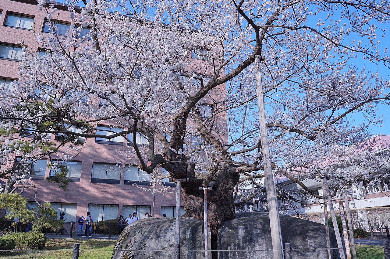 Ishiwari-zakura, a cherry tree splitting a granite boulder in Morioka