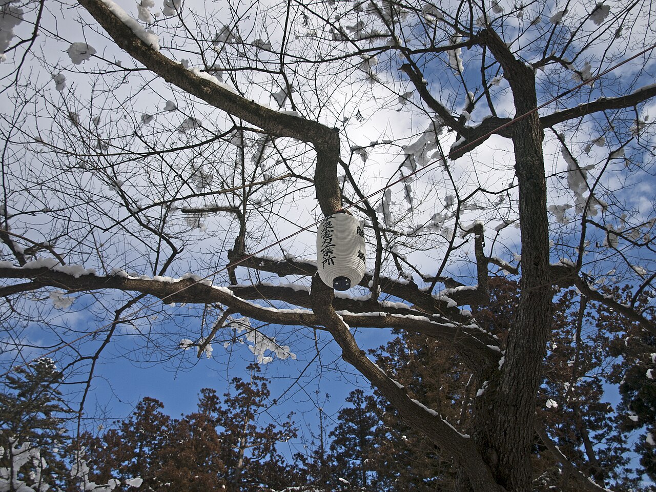 Mōtsū-ji's Heian-era garden in Hiraizumi with a cherry tree
