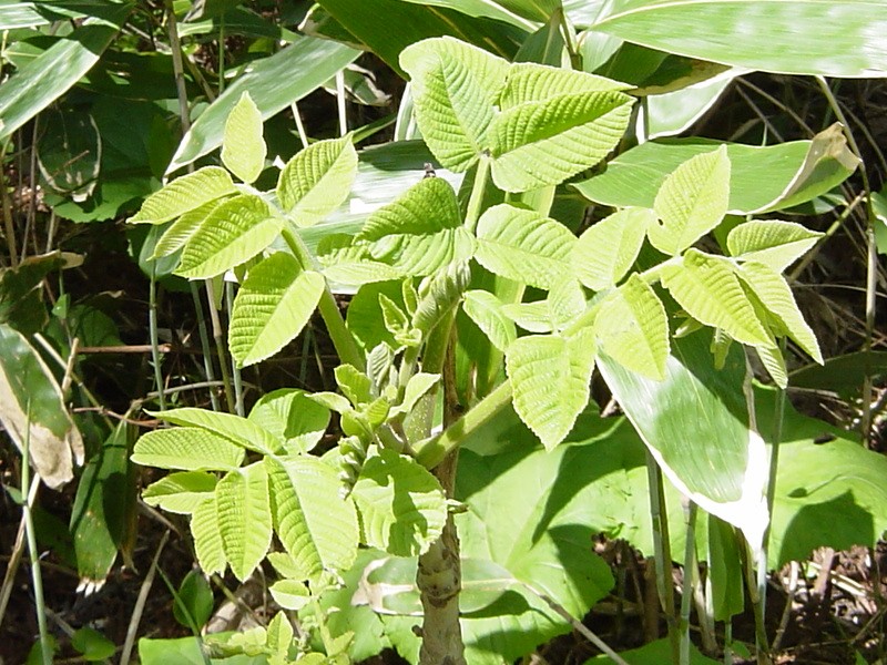 Tapping lacquer sap from urushi trees in the Ninohe and Joboji area, Japan's largest source of domestic urushi