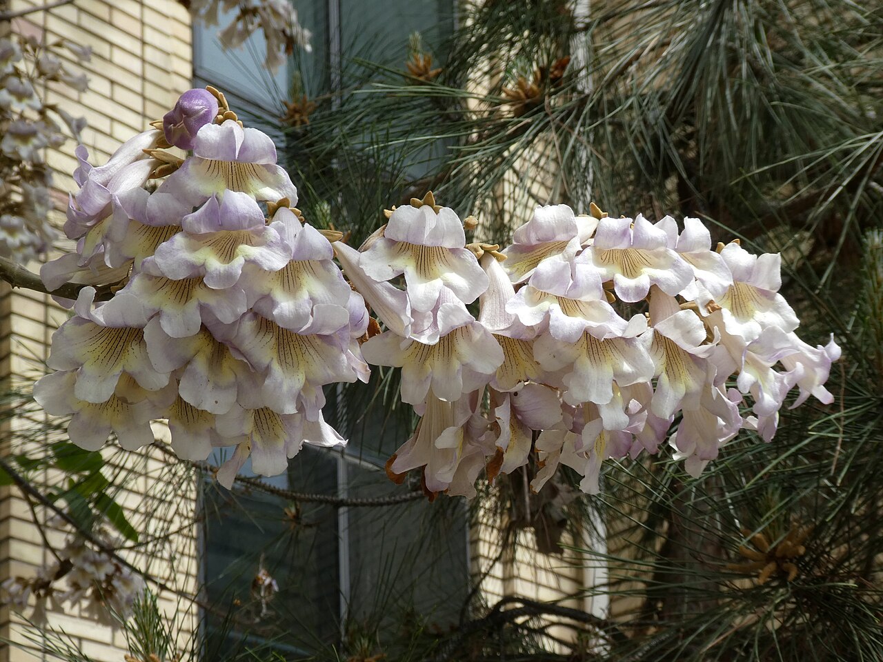 Paulownia (kiri) tree in flower, the fast-growing wood used for Kasukabe rice containers