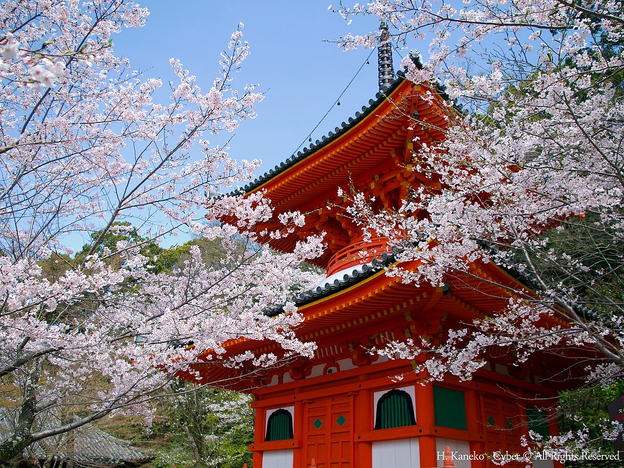 Kimii-dera temple on a hillside above Wakayama, with cherry blossoms