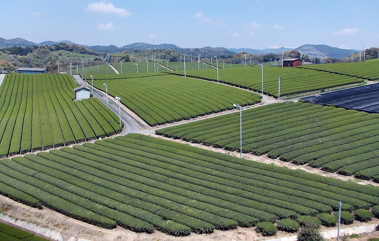 Terraced green tea fields in Yame, Fukuoka