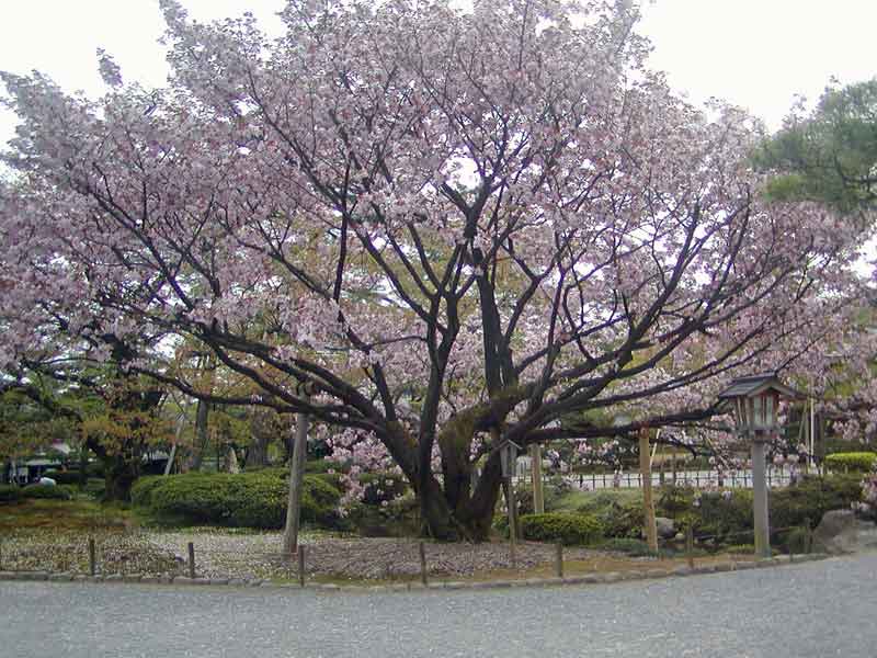 Kenrokuen garden in Kanazawa, the Maeda clan's landscaped garden in Ishikawa