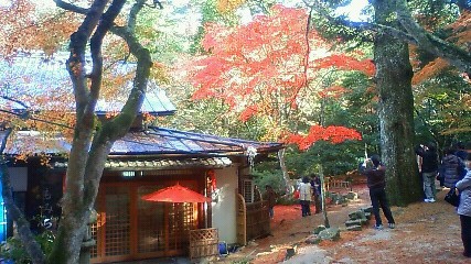 Maple trees in Momijidani park, Miyajima, the source of the island's momiji emblem