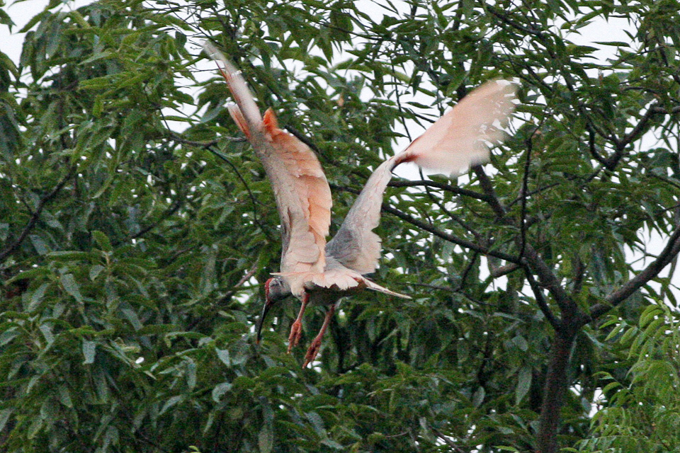The toki, Japanese crested ibis, a symbol of Sado Island