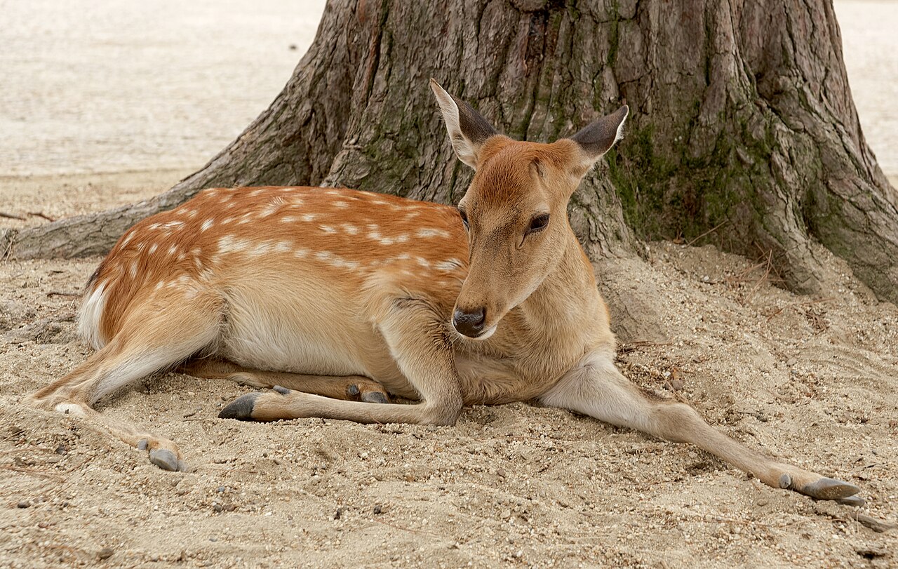 Free-roaming sika deer in Nara Park