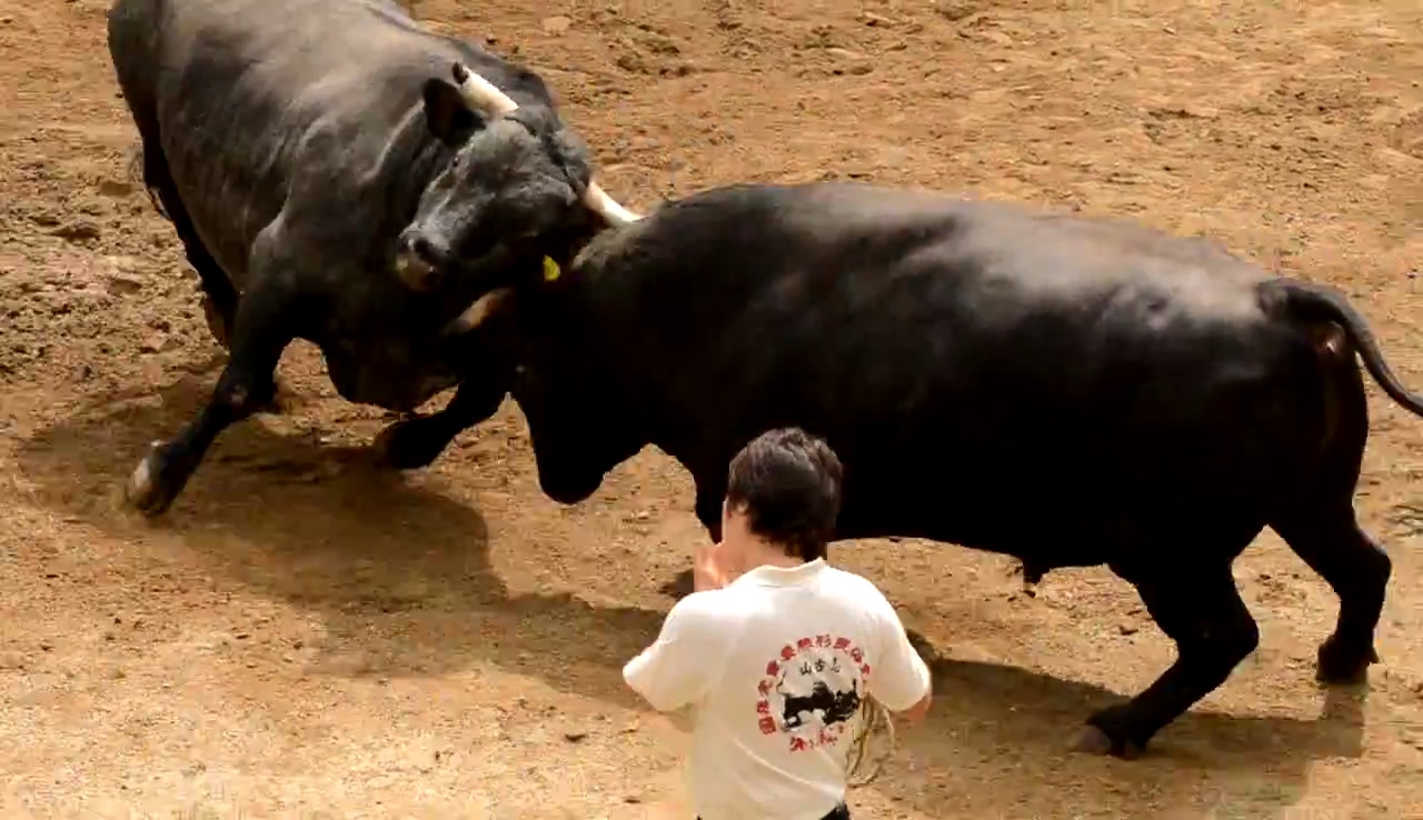 Ushi no Tsunotsuki bull-fighting in the Ojiya / Yamakoshi area