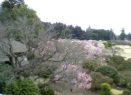 Plum grove at Kairakuen garden in Mito, Ibaraki