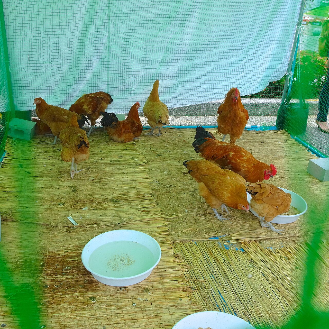 Nagoya Cochin heritage chicken, an Aichi specialty breed