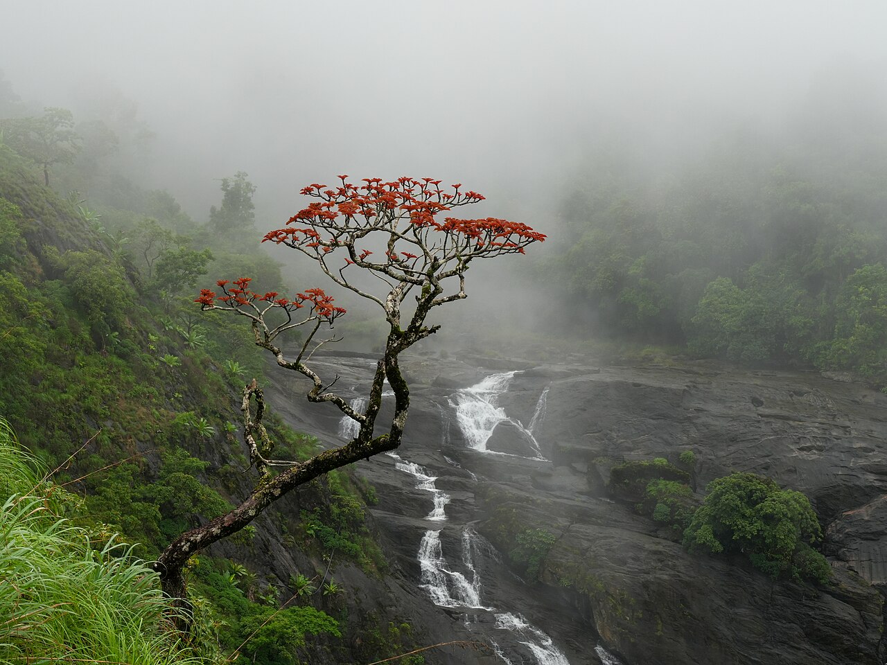 Deigo (Indian coral tree) in bloom, Okinawa's prefectural flower