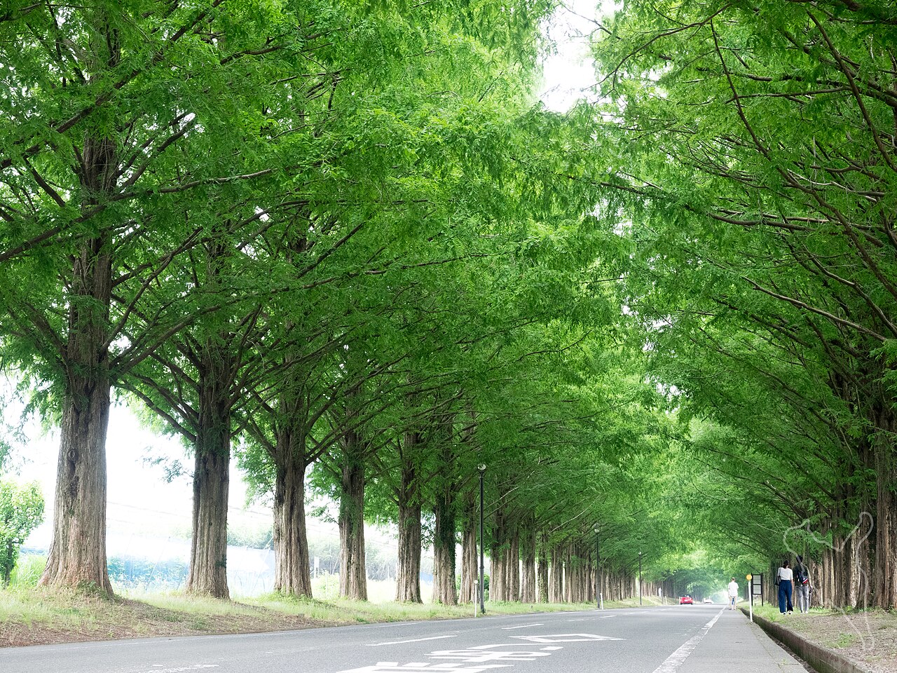 The Metasequoia Avenue in Makino, Takashima, a long tree-lined road