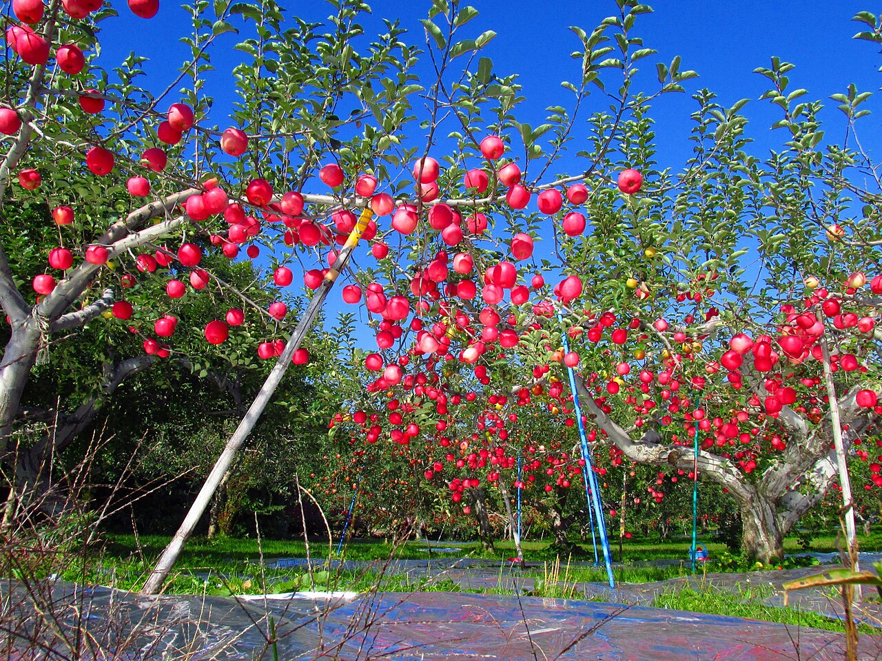 Fuji apples ripening on the branch in an orchard near Hirosaki, Aomori