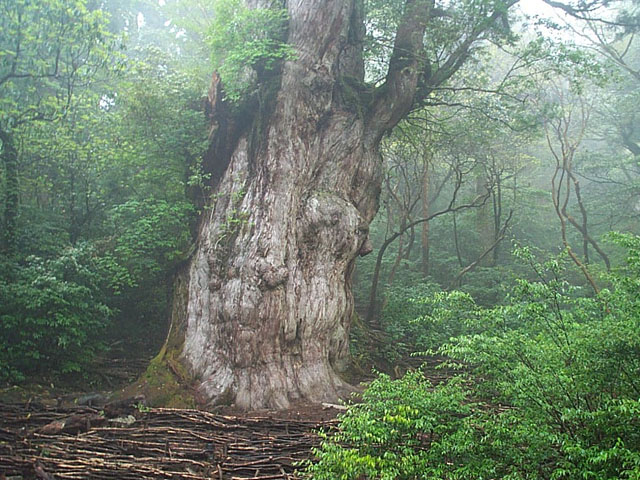 Jomon Sugi, the giant ancient cedar of Yakushima, surrounded by primeval forest