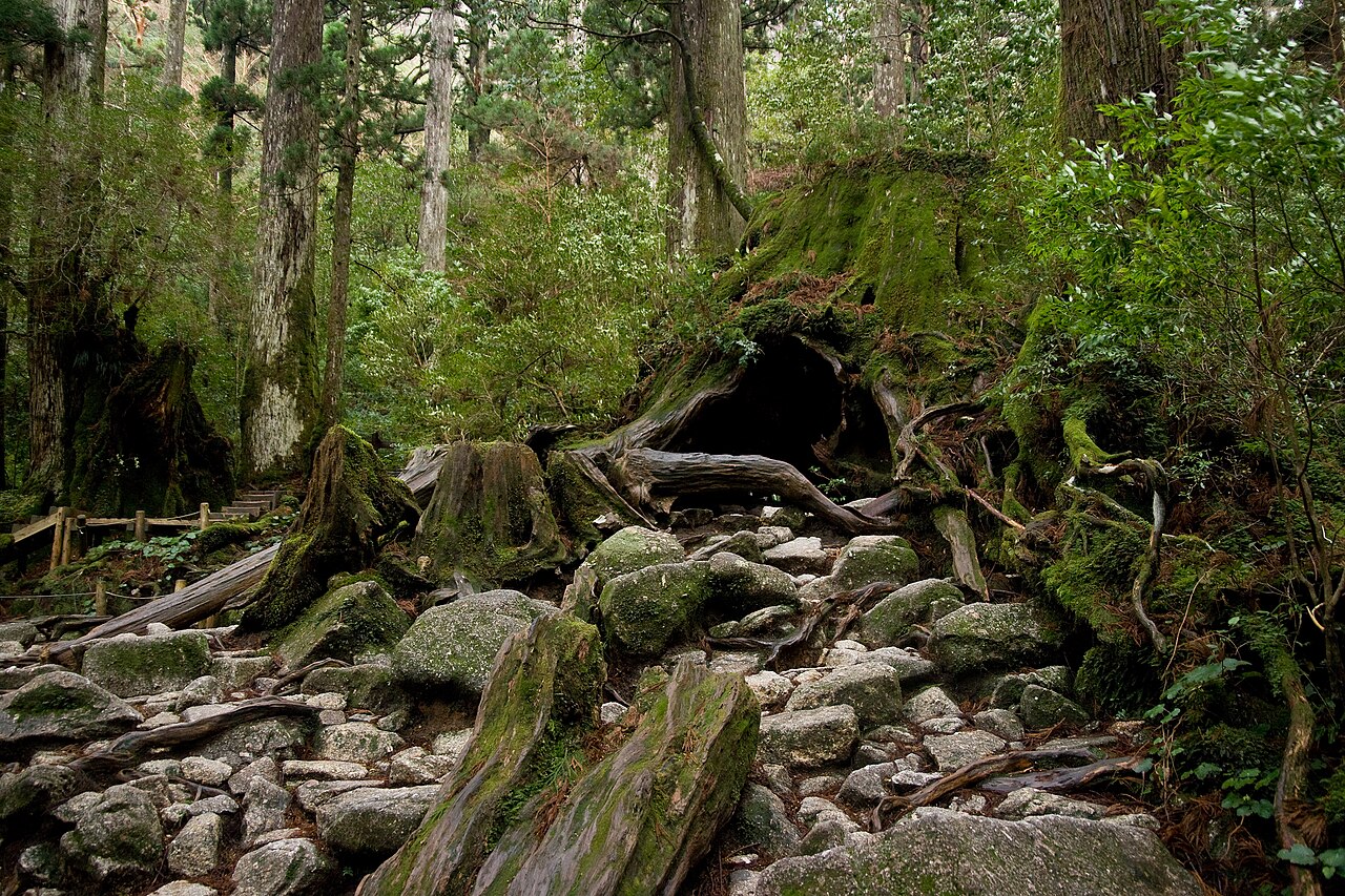 Wilson's Stump, a large hollow Edo-period yakusugi stump on Yakushima