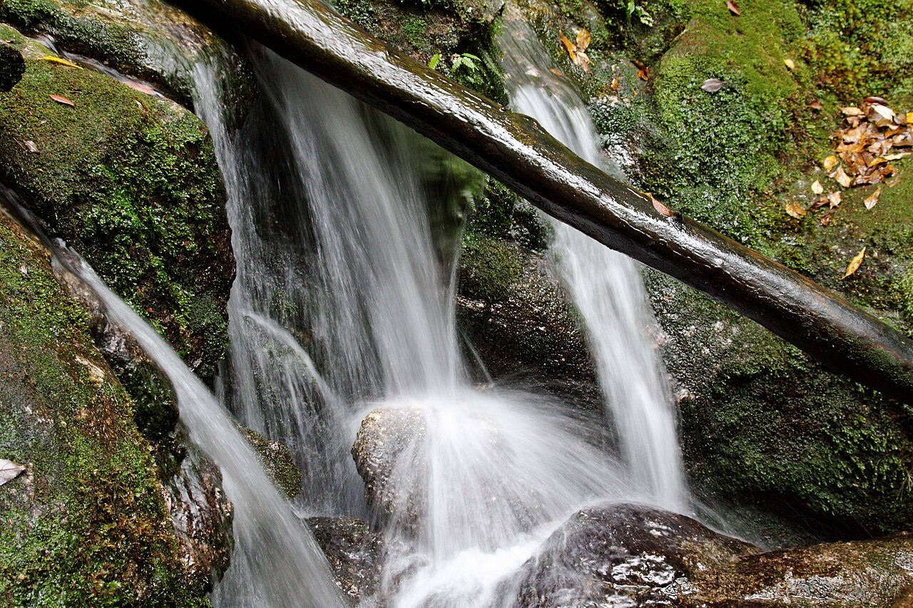 The moss-covered cedar-and-granite forest of Shiratani Unsuikyo on Yakushima