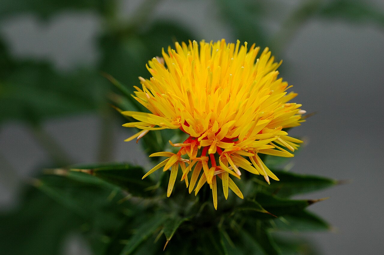Benibana safflower in bloom