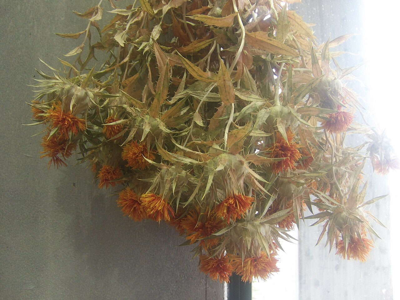 Dried Yamagata safflower (benibana) blossoms used for red dye
