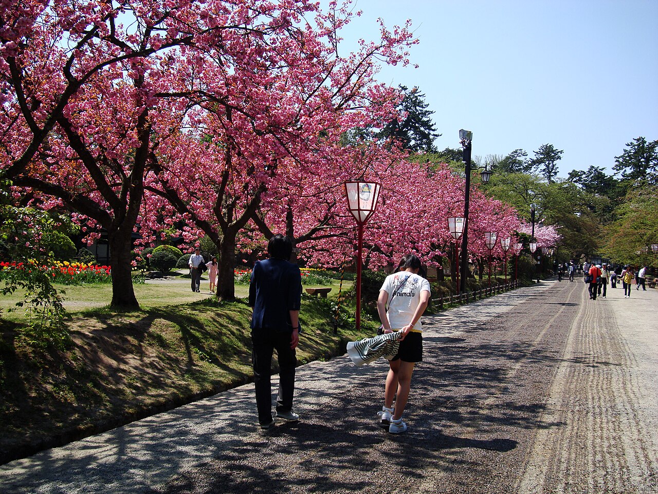 White cherry blossoms against dark branches in Hirosaki Park by the castle moat