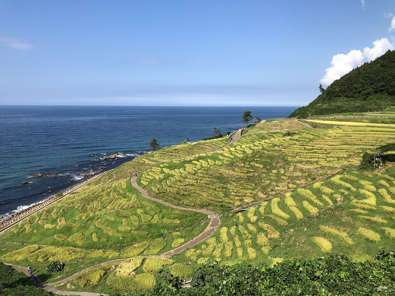 Senmaida terraced rice fields stepping down toward the Noto coast